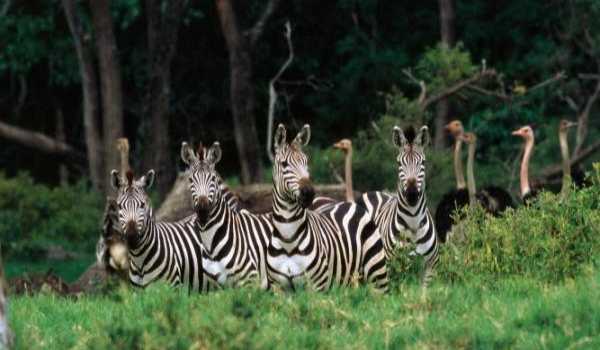 Нашествие зебр и страусов